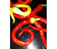 Chilli "Spiral" - SLADKÁ