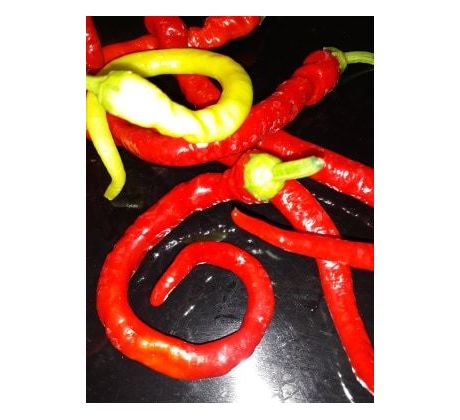 Chilli "Spiral" - SLADKÁ