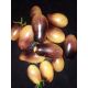 Indigo kumquat