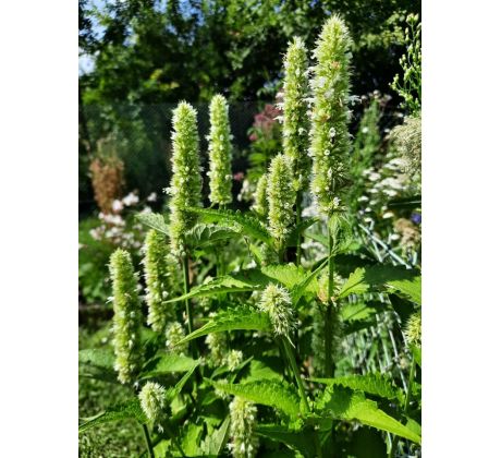 Agastache vrásčitá