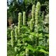 Agastache vrásčitá