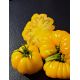 Yellow rufled