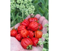 Cherry accordion