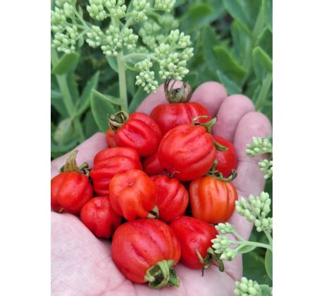 Cherry accordion