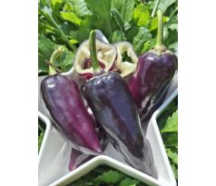Gipsy - fialová paprika - SLADKÁ