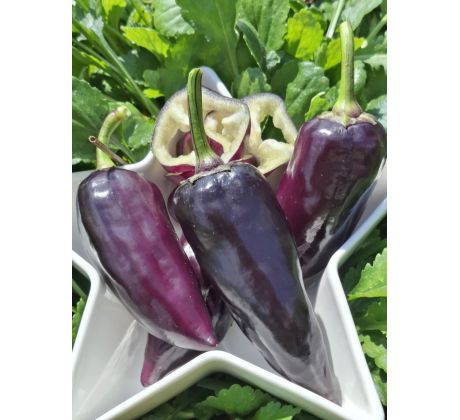 Gipsy - fialová paprika - SLADKÁ