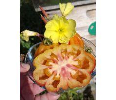 Californian tulip