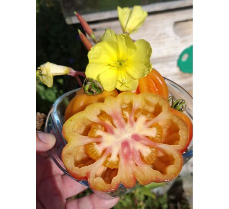 Californian tulip