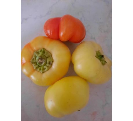 Virovitická paprika - SLADKÁ