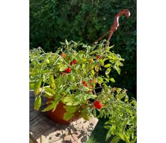 Tumbling Tom red = PŘEVISLÉ červené