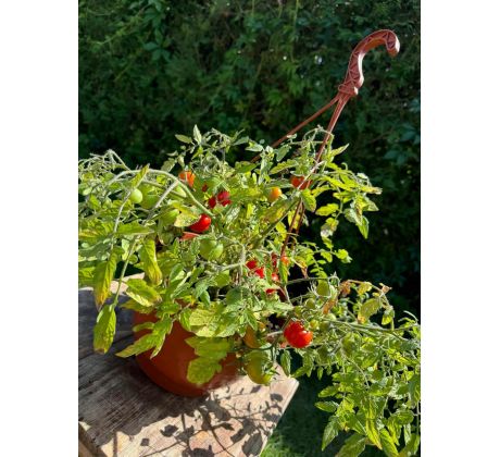 Tumbling Tom red = PŘEVISLÉ červené